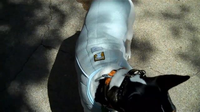 Ruff Wear Cooling Vest for dogs - Product Review | Redeeming Dogs - Flower Mound dog training смотреть онлайн