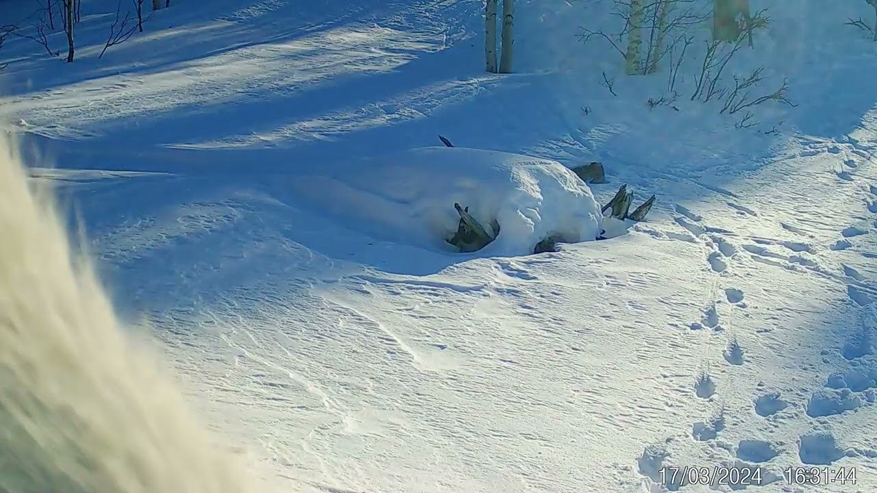Любопытная важенка обнюхивает камеру.Фотоловушка Лапландского заповедника смотреть онлайн