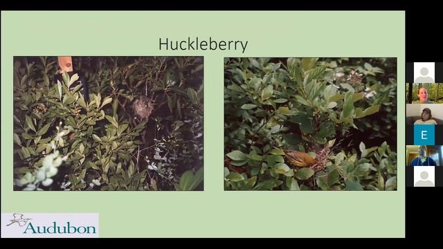 Trees and Shrubs That Benefit Birds and What Are Invasive Plants смотреть онлайн