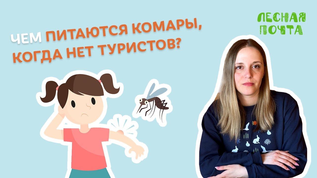 Чем питаются комары, когда нет туристов? Лесная почта Лапландского заповедника смотреть онлайн