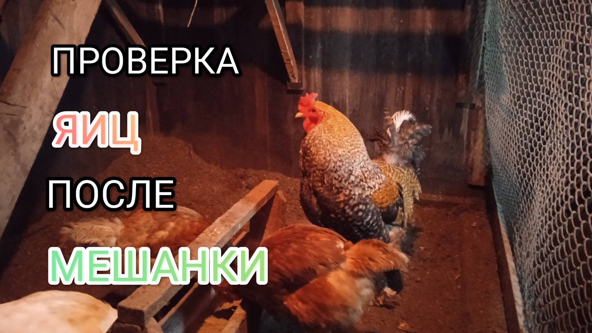Смотрим результат у кур-несушек после мешанки от расклева яиц смотреть онлайн