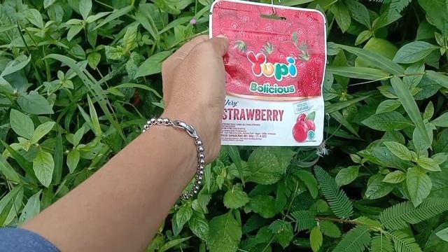 berburu yupi dan jajanan unik yupi bolicious,yupi cola mango taro superstar milku chiki ball🍡🍬🍨🍭🍫