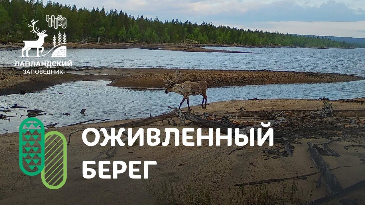 Лоси, олени и медведь. Фотоловушка Лапландского заповедника смотреть онлайн