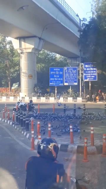 feeding birds in public places #shorts #feedshorts #delhi смотреть онлайн