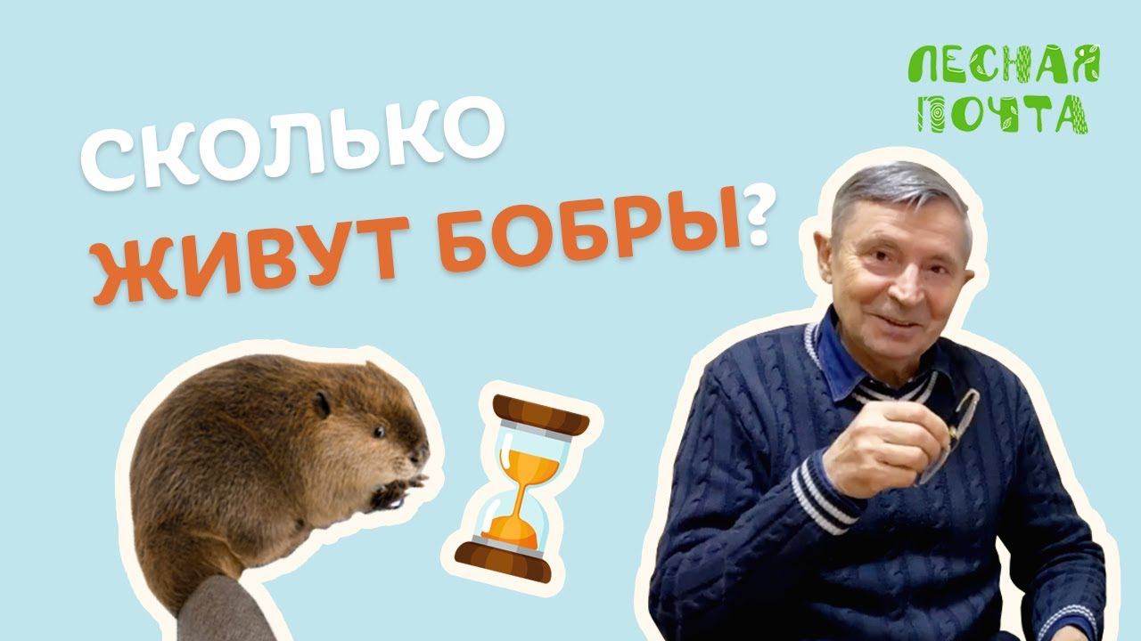 Лесная почта — Сколько живут бобры? Геннадий Катаев смотреть онлайн