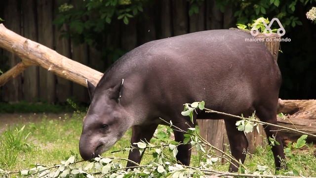 QUANDO A ONÇA ENCONTRA UMA ANTA смотреть онлайн
