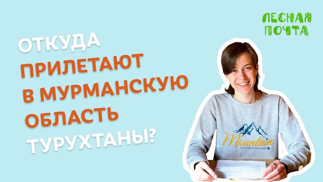 Откуда прилетают турухтаны? Лесная почта Лапландского заповедника смотреть онлайн