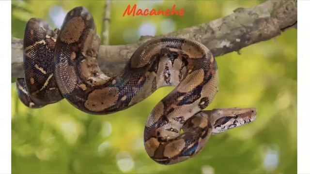 Flora y Fauna de Lambayeque смотреть онлайн