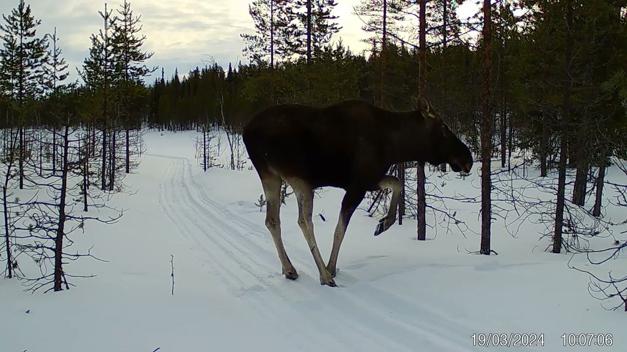 Осторожный лось на снегоходной трассе. Фотоловушка Лапландского заповедника смотреть онлайн