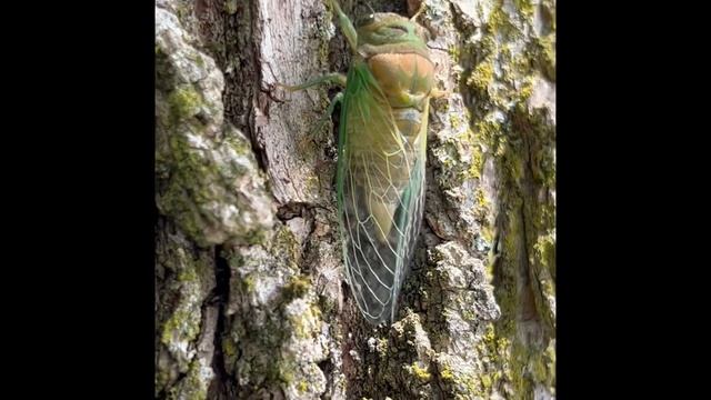 Страшные монстры, или милые мордашки?😉 смотреть онлайн