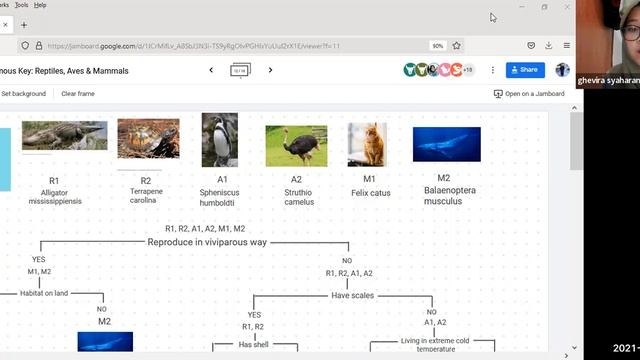 [Biodiversity] Dichotomous Key: Alnafa, Ghevira, Mediana, Salma (Group 6) смотреть онлайн