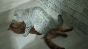 Кошка очень хочет кота ,кот злится