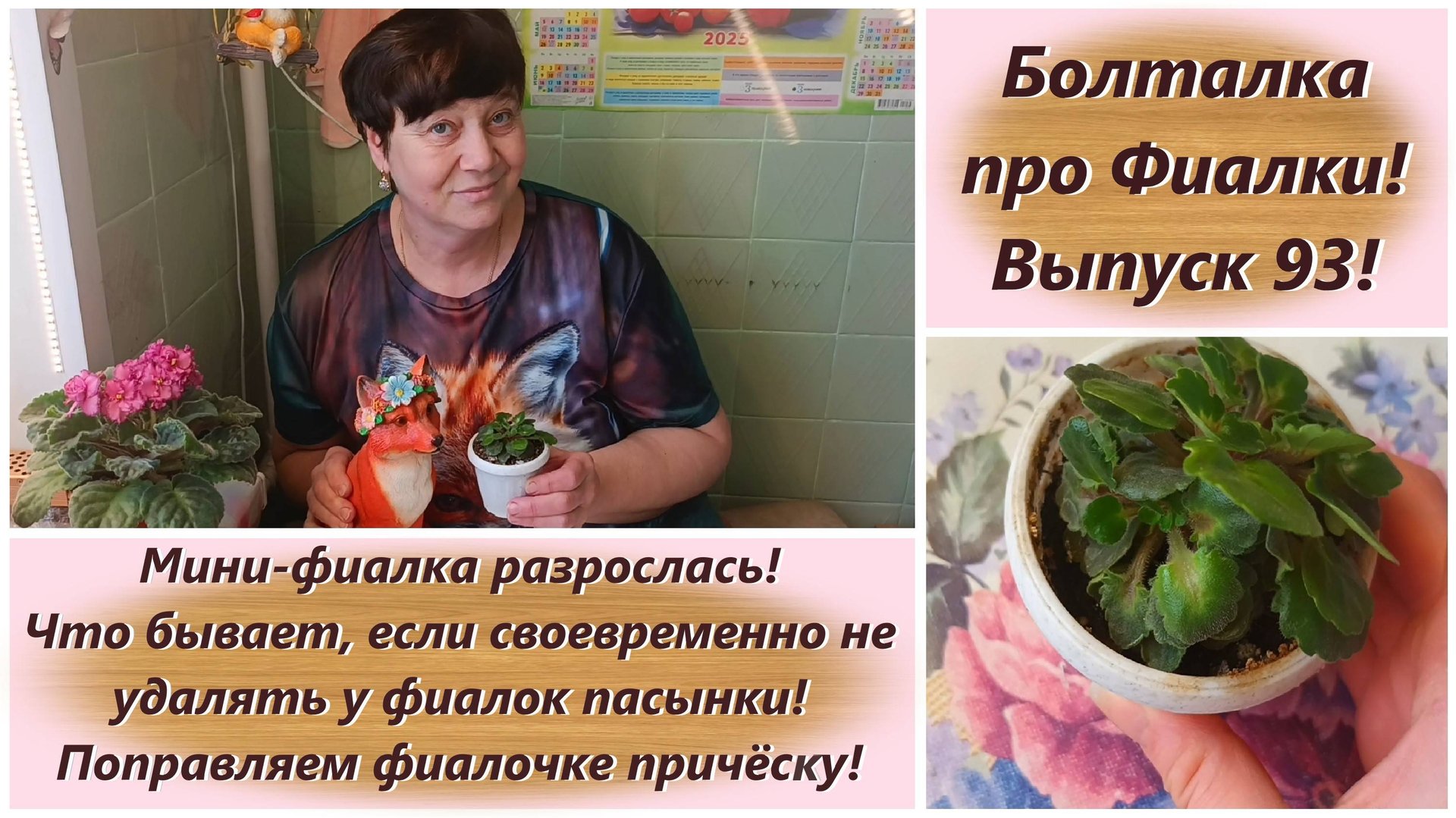 Болталка про Фиалки! Выпуск 93! Мини-фиалка разрослась! Что бывает, если не удалять пасынки у фиалки