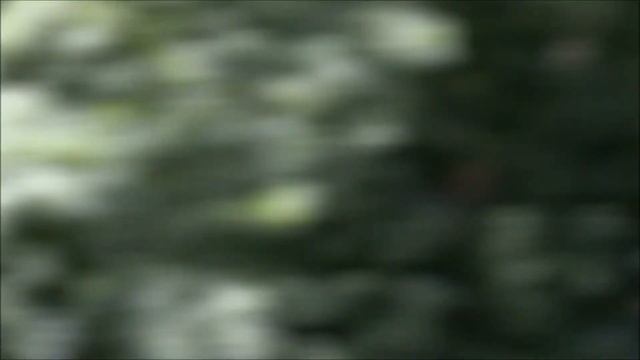 Большая поляна смотреть онлайн