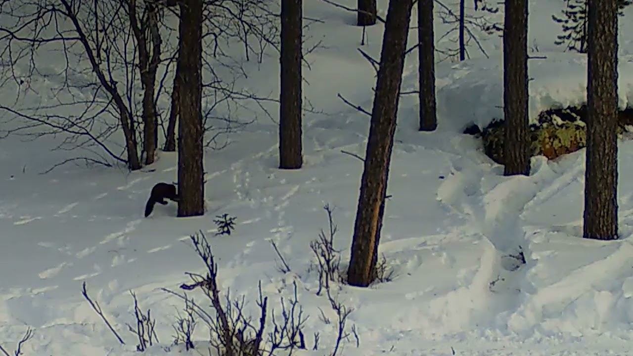 Куница прыгает зимой. Фотоловушка Лапландского заповедника смотреть онлайн