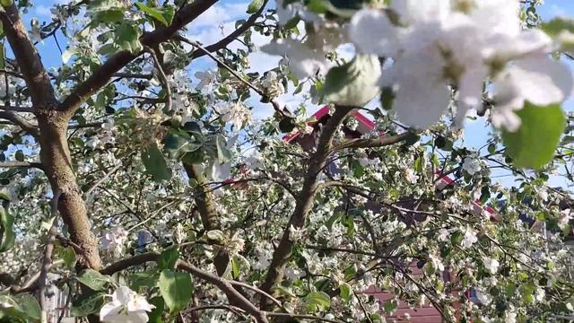 Цветут наши яблоньки🌸 смотреть онлайн