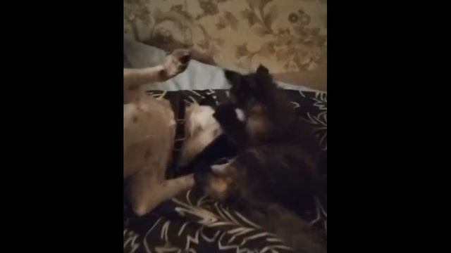 Вася и Майли. Вася не хочет мыться смотреть онлайн