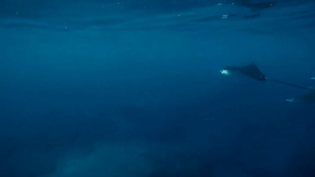 Sharks Cove, North Shore-Oahu смотреть онлайн
