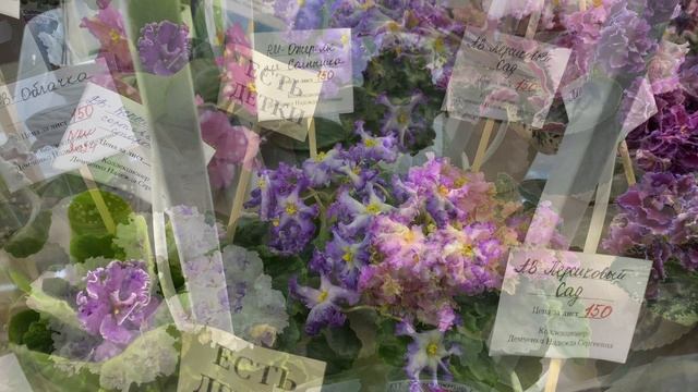 ЛУЧШИЕ КОЛЛЕКЦИИ РАСТЕНИЙ | Выставка цветов в Краснодаре ТРК ГАЛАКТИКА смотреть онлайн