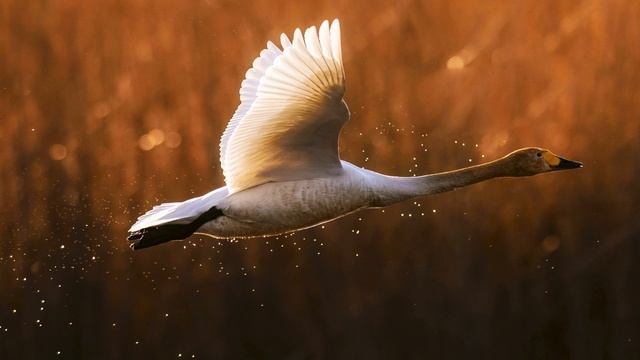 Птицы. Голоса птиц. Лебедь-кликун смотреть онлайн