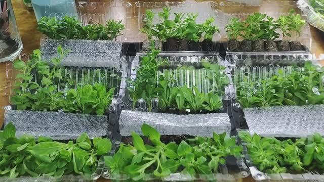 Мой секрет успешной пересадки растений из почтовой доставки. Мастер класс по адаптации растений. смотреть онлайн