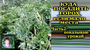 Выращивание гороха по картофелю  Делаем выводы и собираем урожай гороха