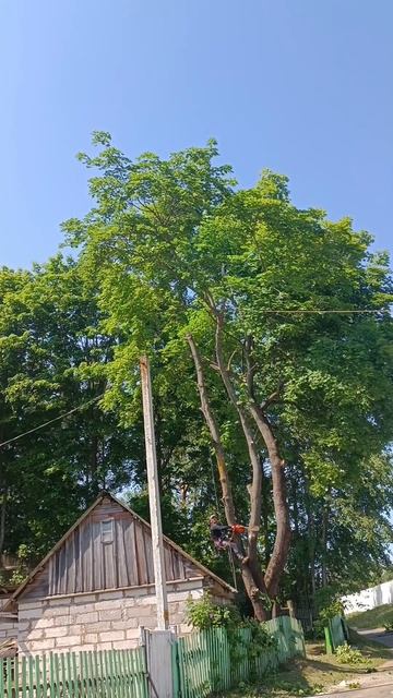 #arboristika #climbing #tree #nature #husqvarna рубка сложных деревьев смотреть онлайн