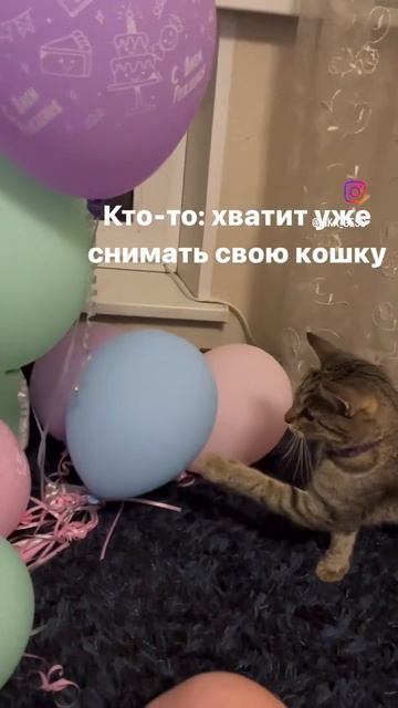 #Тигра #кошка #котэ #котики #полосатыйбалдеж #кот смотреть онлайн