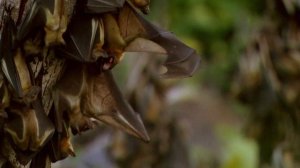 История жизни на Земле 4 серия «Власть млекопитающих» (документальный сериал, 2021)