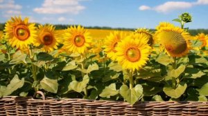 Подсолнухи за изгородью // ФУТАЖ