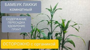 💚БАМБУК ЛАККИ комнатный. СОДЕРЖАНИЕ. ГРУНТ И УДОБРЕНИЯ.
