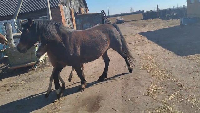 Марте 8 дней жеребенку смотреть онлайн