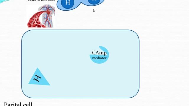 آلية افراز HCL or mechanism of release of HCL смотреть онлайн