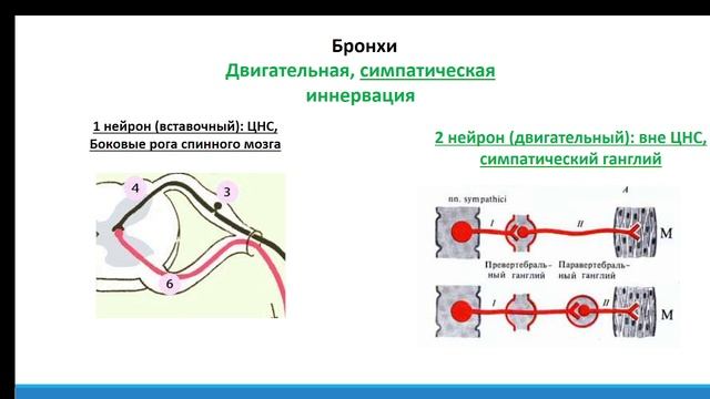 Вегетатика тренировка смотреть онлайн