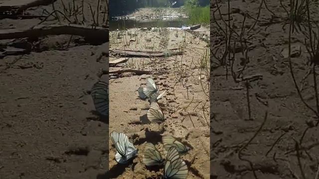 летающие цветы смотреть онлайн