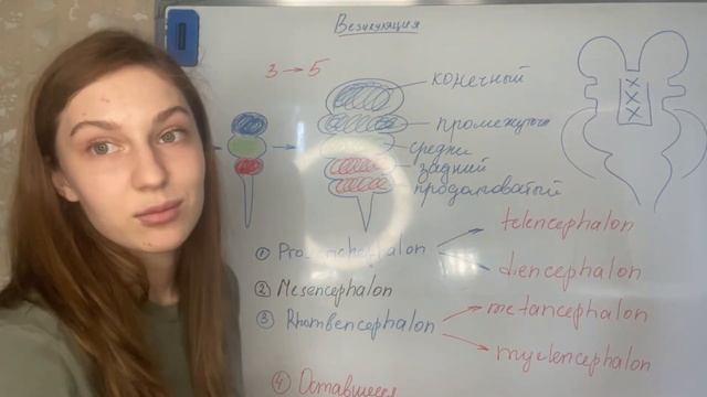 Везикуляция😎 смотреть онлайн