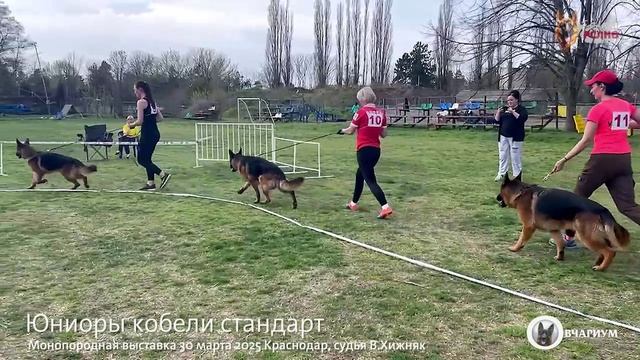 ЮНИОРЫ КОБЕЛИ / КЧК КРАСНОДАР 30 марта`25 В.Хижняк Моно немецких овчарок
