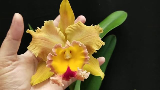 Rlc. Suvarnabhumi Delight