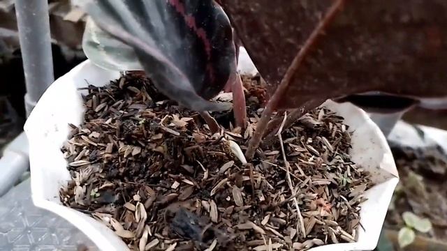 update harga tanaman calathea black lipstik terbaru rp 20.000,00 смотреть онлайн