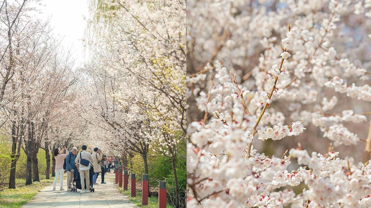 Walking Through Yeouido Cherry Blossom Festival 2025 ｜ Seoul Spring Walking Tour смотреть онлайн