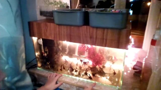 Маленькі Скалярії смотреть онлайн