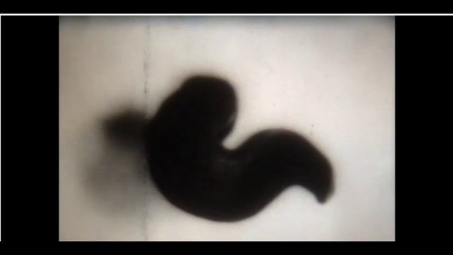 Развитие и размножение животных. Увлекательная биология. смотреть онлайн