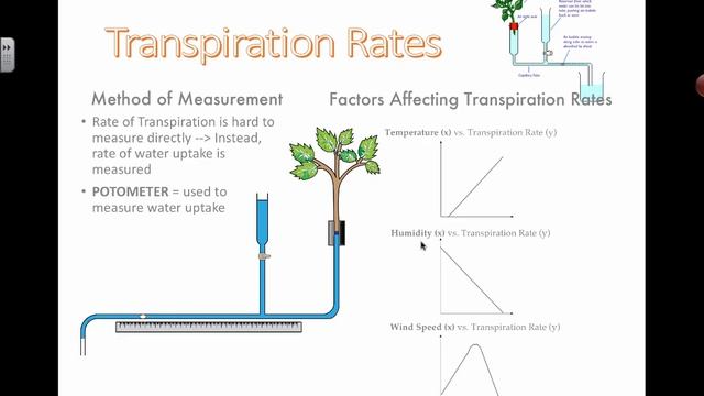 Measuring Transpiration (2016) смотреть онлайн