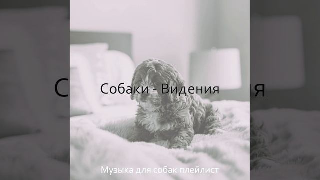 Мечты (Выгул собак) смотреть онлайн