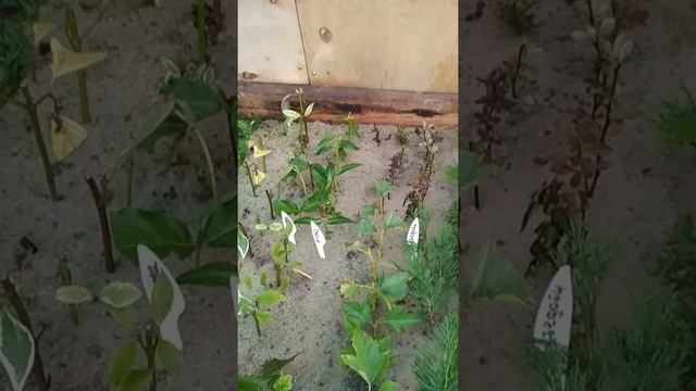 Зелёное черенкование кустарников (продолжение 3) смотреть онлайн