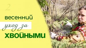 УХОД за ХВОЙНЫМИ РАСТЕНИЯМИ весной