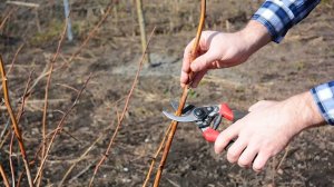 УХОД ЗА МАЛИНОЙ ВЕСНОЙ