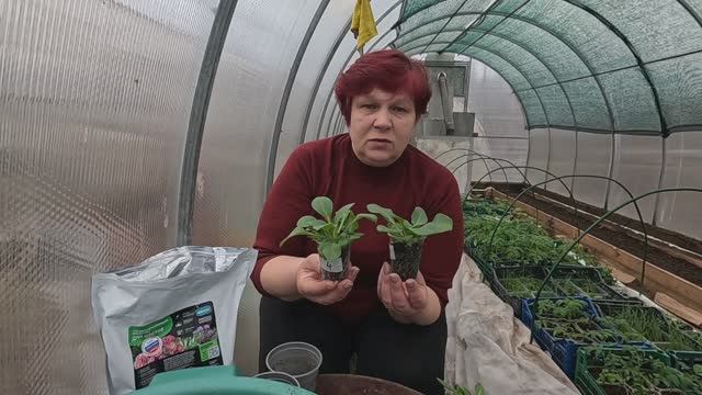 Расставьте подальше друг от друга, они не любят густоту!! Пикировка петуний!! смотреть онлайн