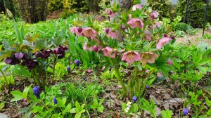 Солнце, птицы и всё новые цветы, гуляем по южному саду 06.04.2025 г. Пятигорск, зона 6б. #южныйсад