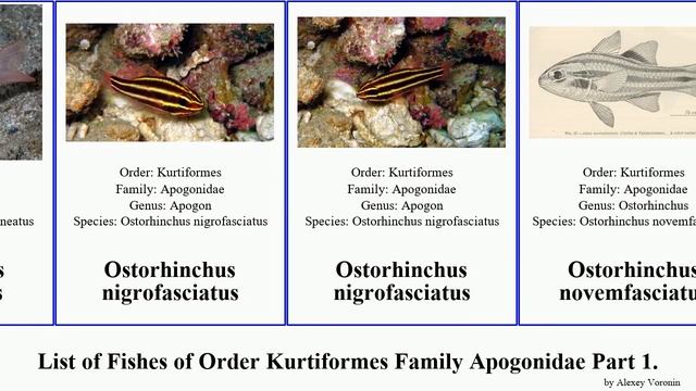 List of Fishes of Order Kurtiformes Family Apogonidae Part 2. ostorhinchus cardinalfish jaydia смотреть онлайн